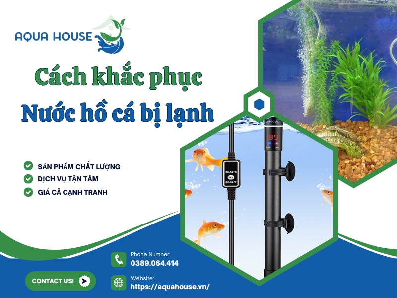Nước hồ cá bị lạnh