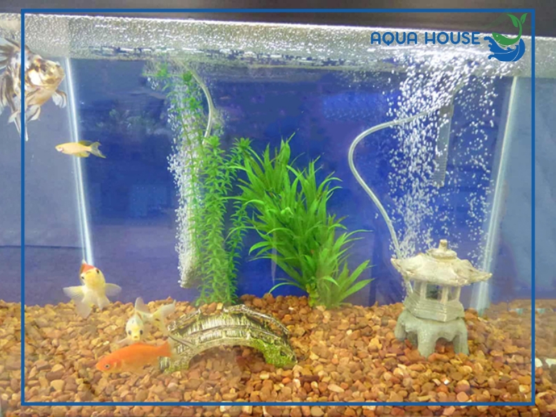 Nguyên nhân khiến nước hồ cá bị lạnh