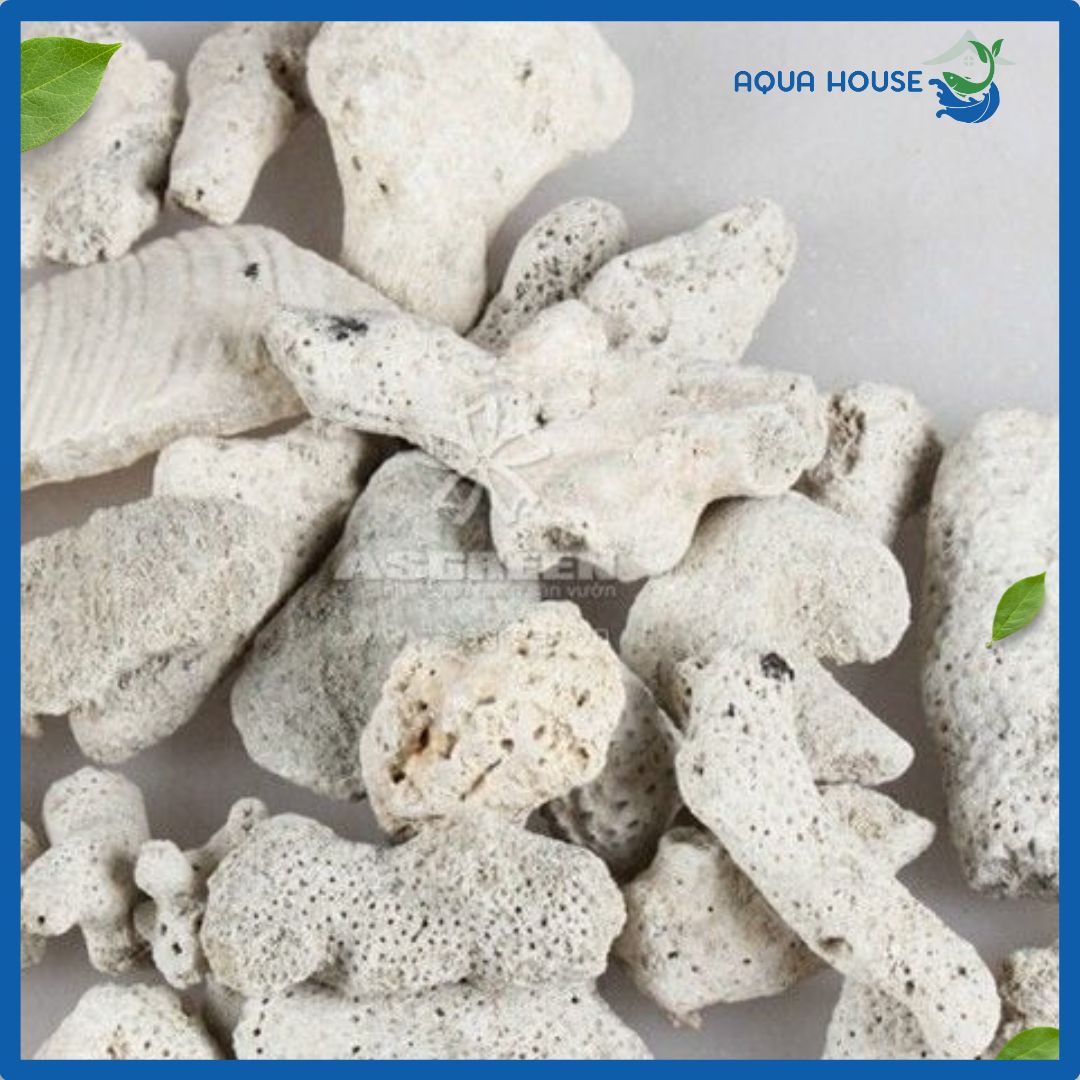 San hô-Vật liệu lọc nước ổn định pH 3 san hô