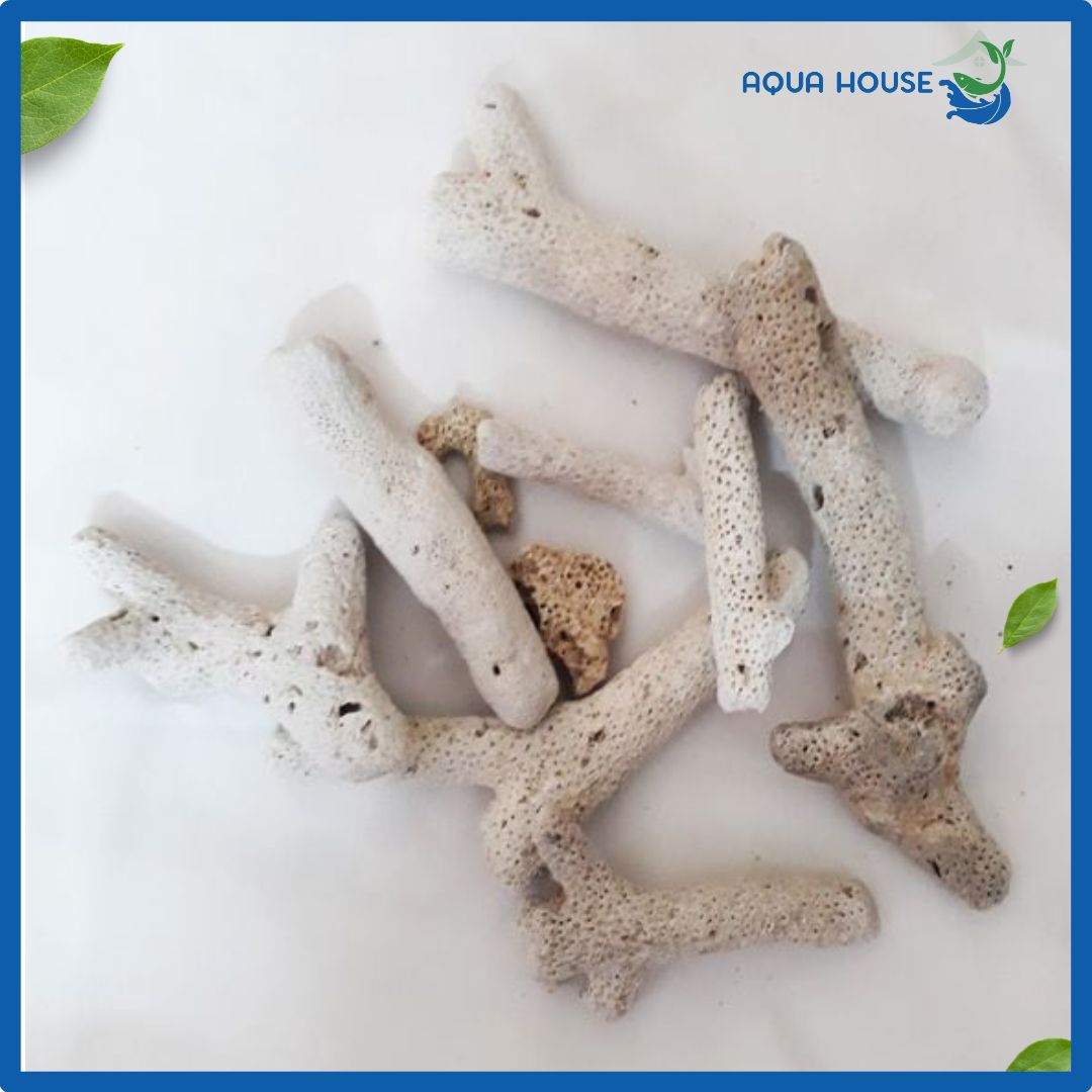 vật liệu lọc nước san hô