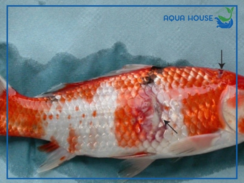 Nguyên nhân khiến cá koi bị đỏ mình