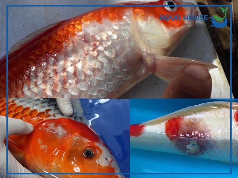 Triệu chứng thường thấy của bệnh cá koi bị đỏ mình