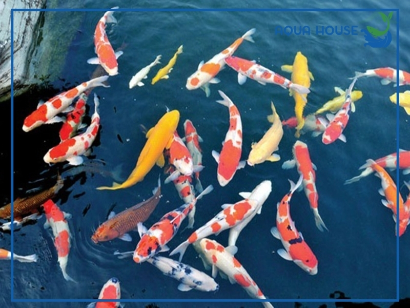 Cách xử lý cá koi bị đỏ mình hiệu quả