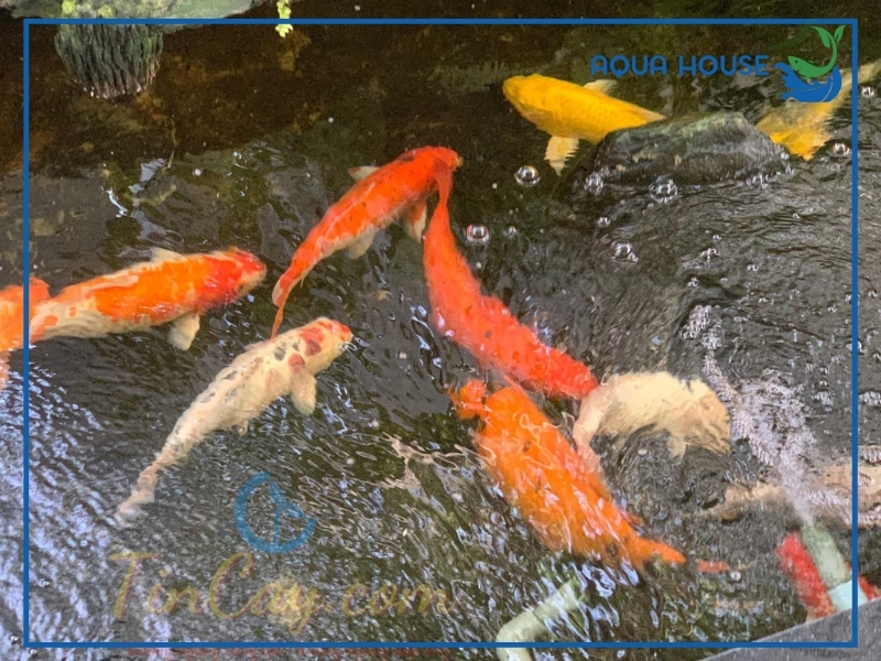 Cách phòng bệnh cá koi bị đỏ mình hiệu quả