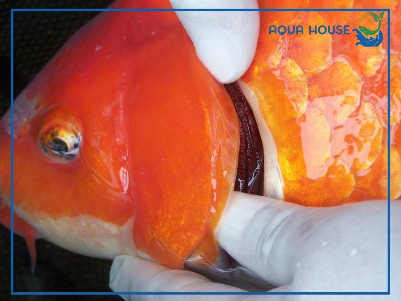 Nguyên Nhân Cá Koi Bị Hở Mang Và Cách Điều Trị Hiệu Quả Nhất 33 Dấu hiệu nhận biết cá koi bị hở mang