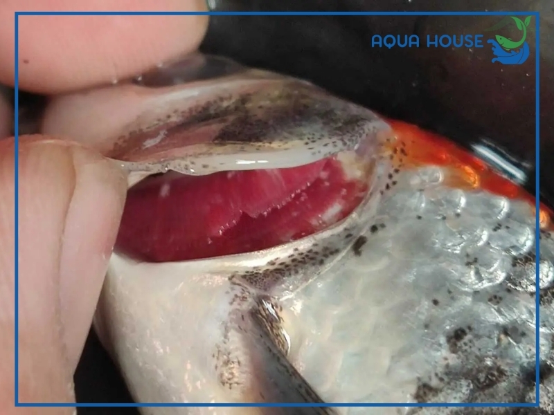 Nguyên Nhân Cá Koi Bị Hở Mang Và Cách Điều Trị Hiệu Quả Nhất 34 Cách điều trị cá koi bị hở mang hiệu quả