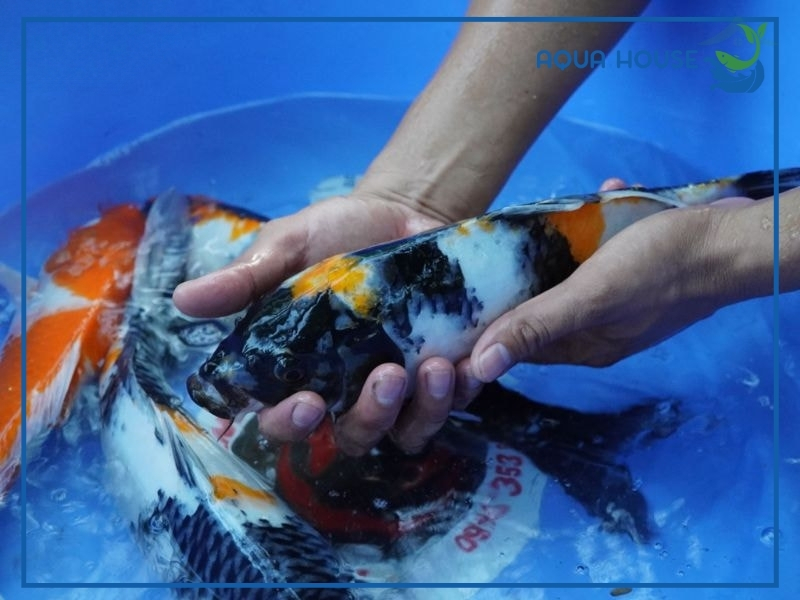 Nguyên Nhân Cá Koi Bị Hở Mang Và Cách Điều Trị Hiệu Quả Nhất 35 Cách phòng tránh cá koi bị hở mang