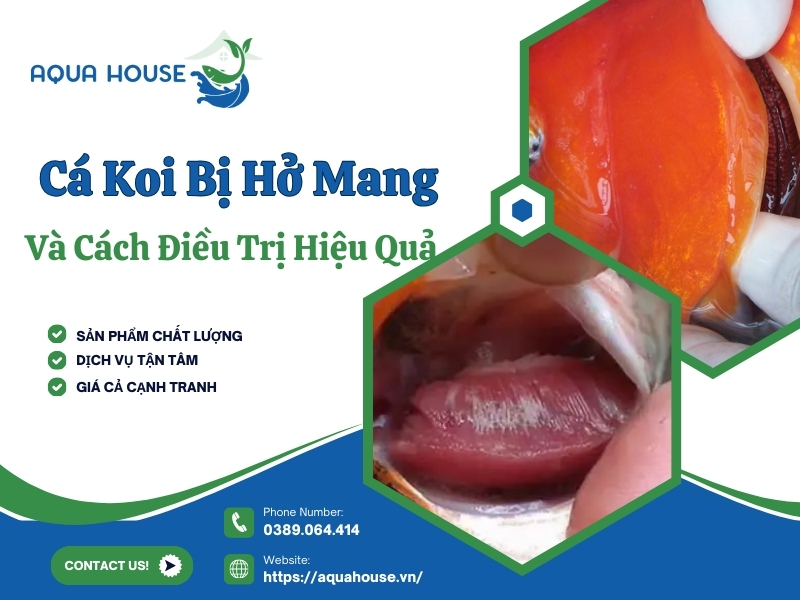 Cá koi bị hở mang