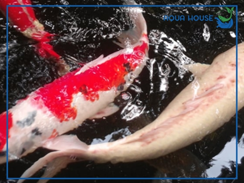 Dấu hiệu nhận biết cá koi bị ký sinh trùng