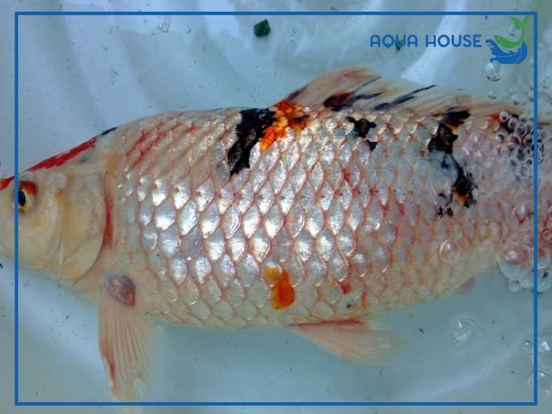 Nguyên nhân khiến cá koi bị ký sinh trùng
