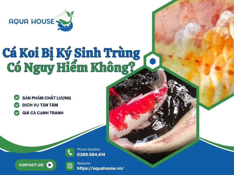 Cá koi bị ký sinh trùng