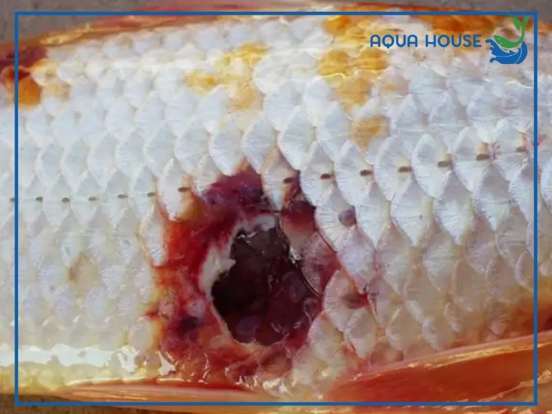 Nguyên nhân khiến cá koi bị lở loét