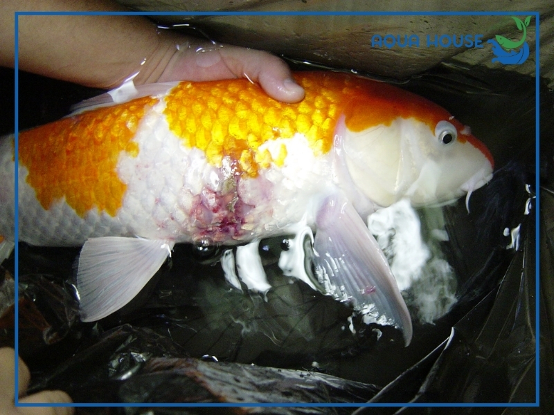 Cách phòng bệnh lở loét cho cá koi