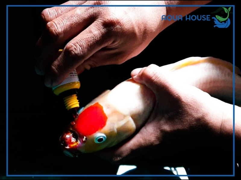 Cách điều trị cá koi bị lở loét hiệu quả tại nhà