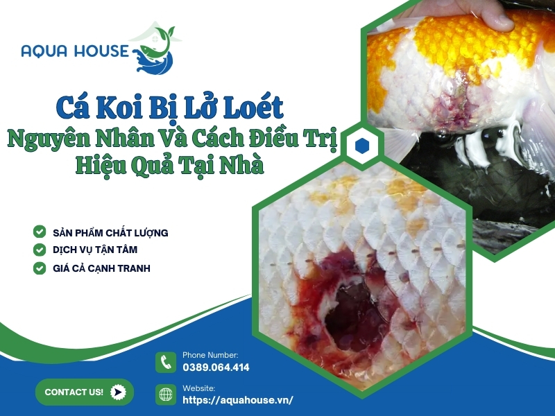 Cá koi bị lở loét