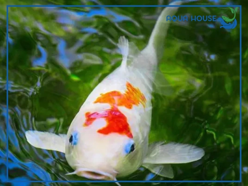 Nguyên nhân khiến cá koi bị lồi mắt