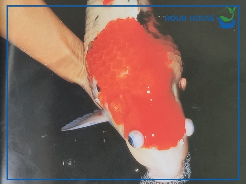 Dấu hiệu nhận biết cá koi bị lồi mắt