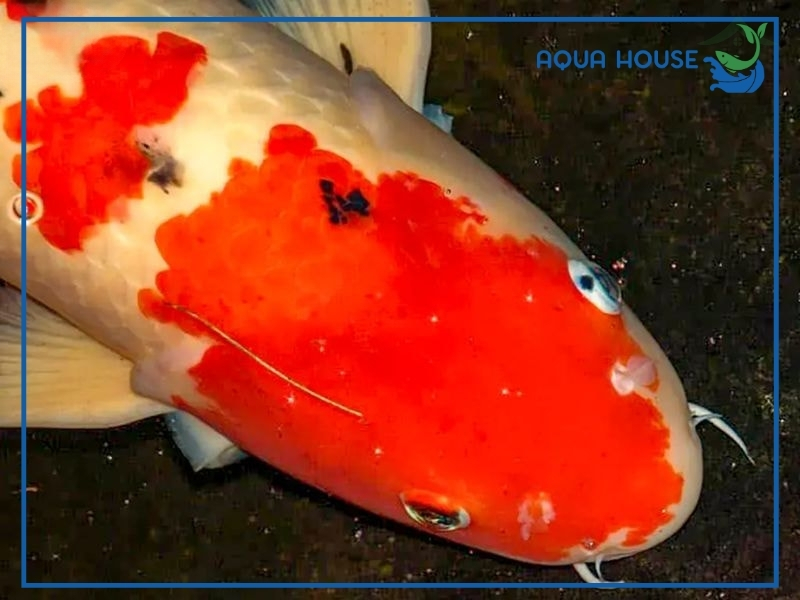 Cách điều trị cá koi bị lồi mắt hiệu quả