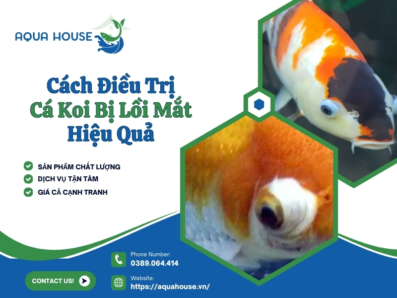 Cá koi bị lồi mắt