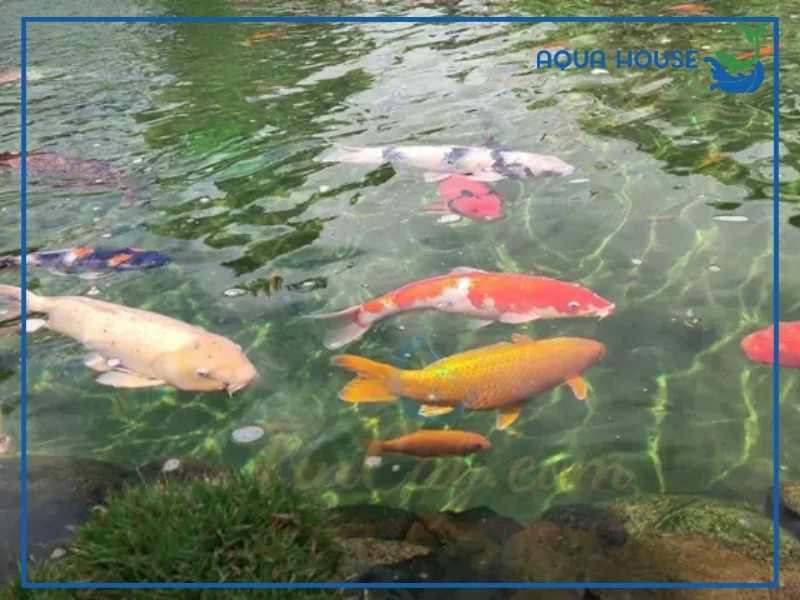 Cá Koi Bị Nấm: Nguyên Nhân Và Cách Điều Trị Hiệu Quả 35 Cách phòng bệnh nấm cho cá koi