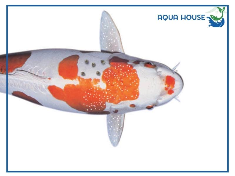 Cá Koi Bị Nấm: Nguyên Nhân Và Cách Điều Trị Hiệu Quả 34 Cách điều trị cá koi bị nấm hiệu quả