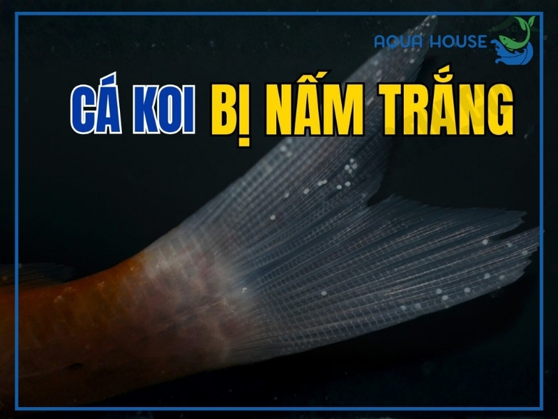 Cá Koi Bị Nấm: Nguyên Nhân Và Cách Điều Trị Hiệu Quả 33 Dấu hiệu nhận biết cá koi bị nấm