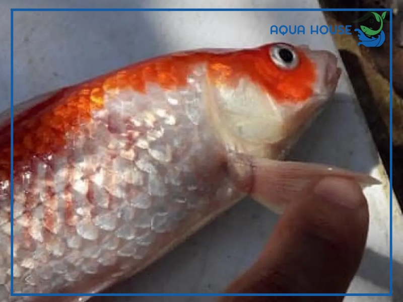 Cá Koi Bị Nổi Gân Máu Và Cách Điều Trị Hiệu Quả An Toàn 33 Dấu hiệu nhận biết cá koi bị nổi gân máu
