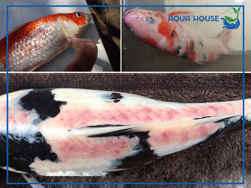 Cá Koi Bị Nổi Gân Máu Và Cách Điều Trị Hiệu Quả An Toàn 35 Cách điều trị cá koi bị nổi gân máu hiệu quả