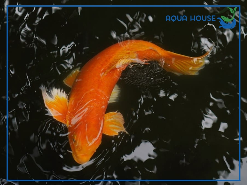 Cá Koi Bị Nổi Gân Máu Và Cách Điều Trị Hiệu Quả An Toàn 34 Cá koi bị nổi gân máu có nguy hiểm không?