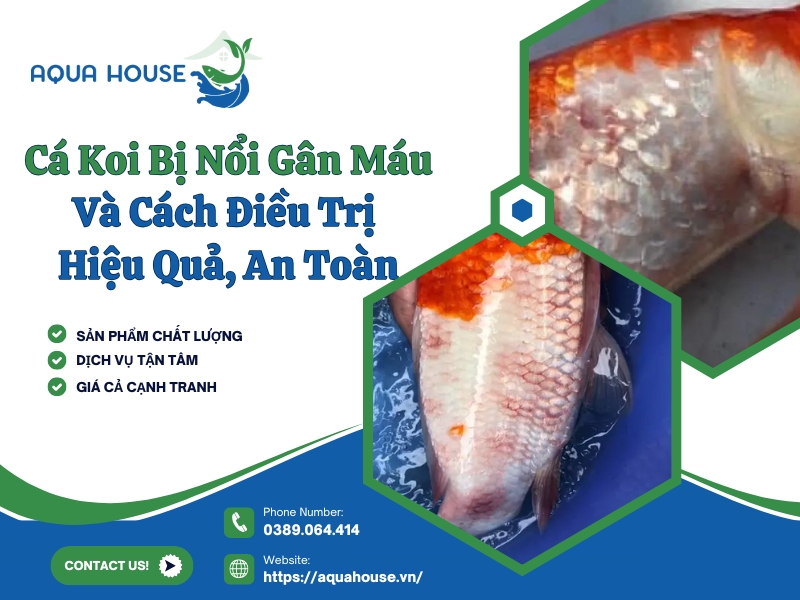 Cá koi bị nổi gân máu