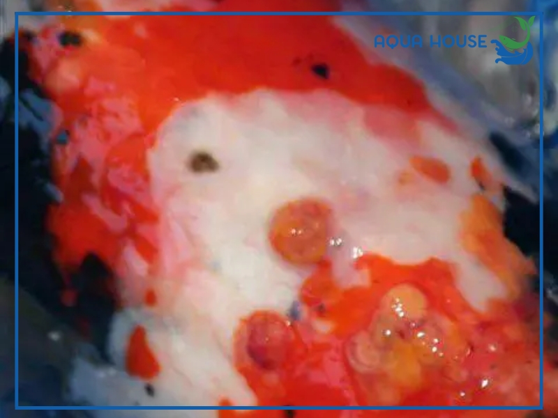 Dấu hiệu nhận biết cá koi bị nổi mụn