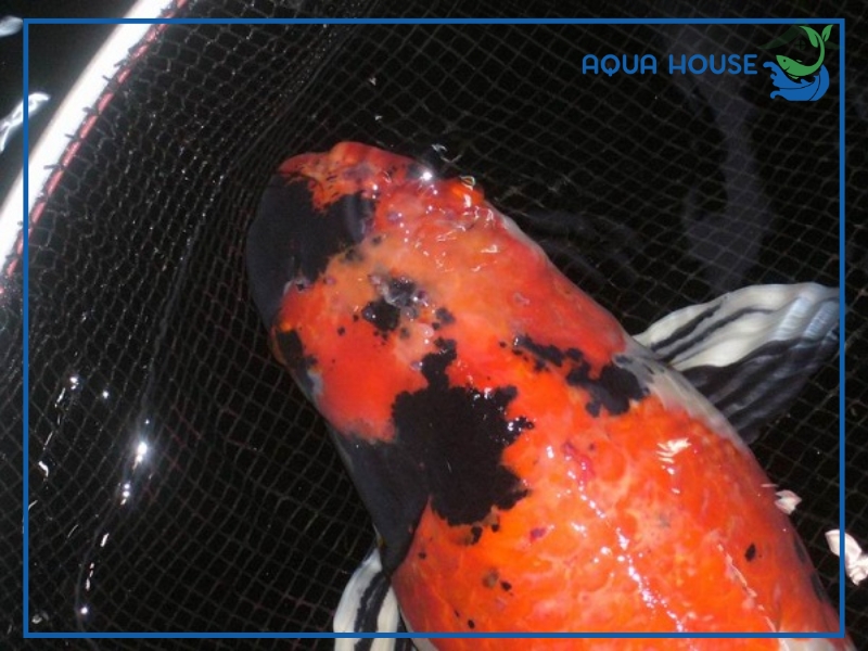 Cách điều trị cá koi bị nổi mụn hiệu quả