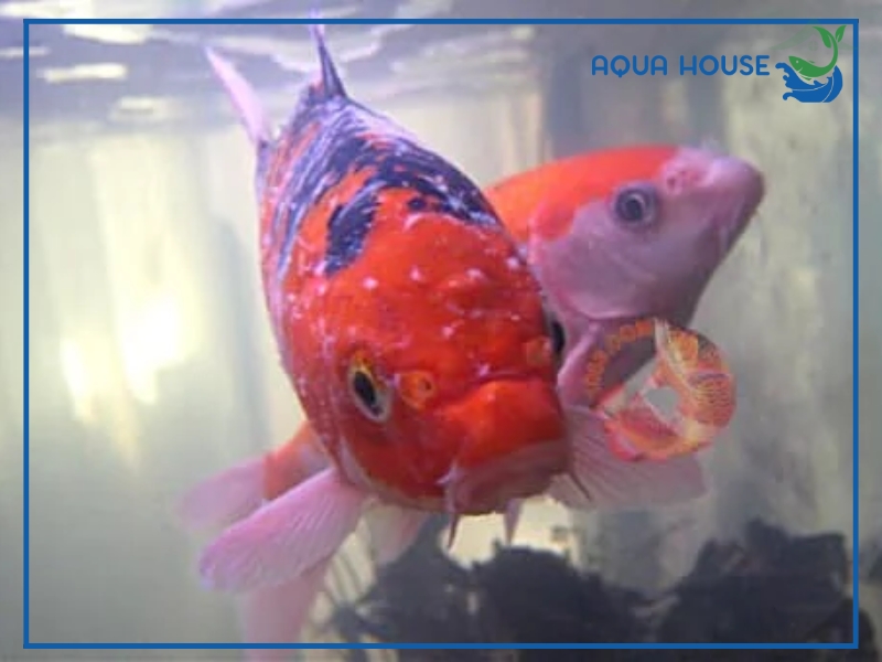 Cách phòng bệnh cá koi bị nổi mụn