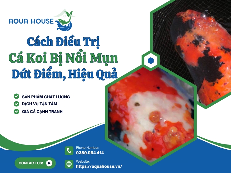 Cá koi bị nổi mụn