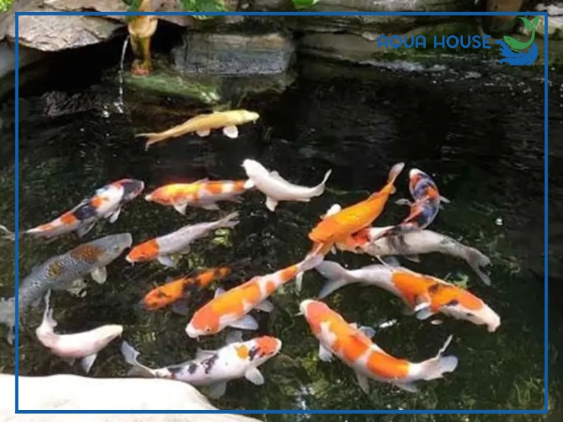 Cách Xử Lý Cá Koi Bị Sốc Nước Nhanh Chóng Hiệu Quả 35 Cách phòng tránh cá koi bị sốc nước