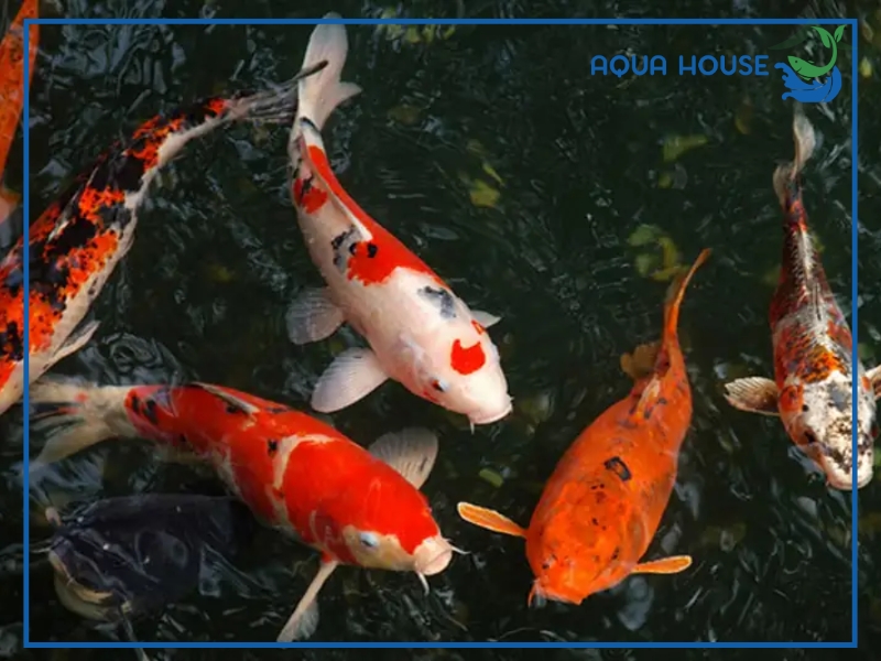 Cách Xử Lý Cá Koi Bị Sốc Nước Nhanh Chóng Hiệu Quả 33 Dấu hiệu nhận biết cá koi bị sốc nước