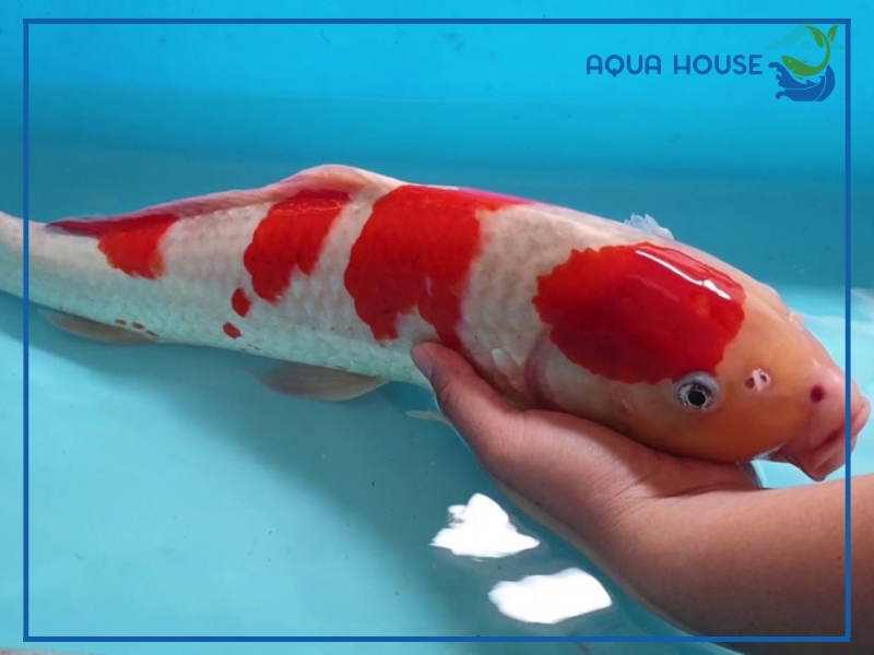 Cách Xử Lý Cá Koi Bị Sốc Nước Nhanh Chóng Hiệu Quả 34 Cách xử lý cá koi bị sốc nước nhanh và hiệu quả