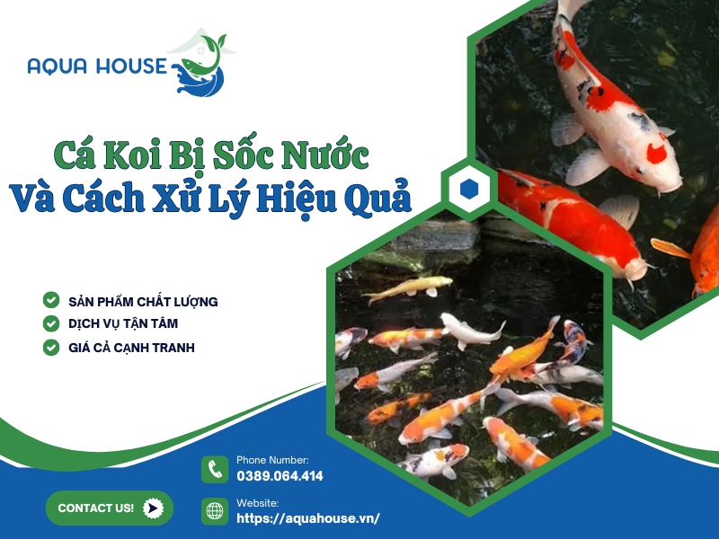 Cá Koi bị sốc nước