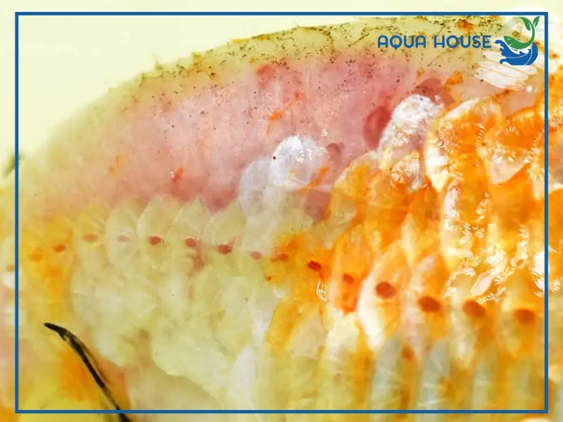 Cá Koi Bị Tróc Vảy Có Mọc Lại Không? 33 Cá koi bị tróc vảy có mọc lại không?