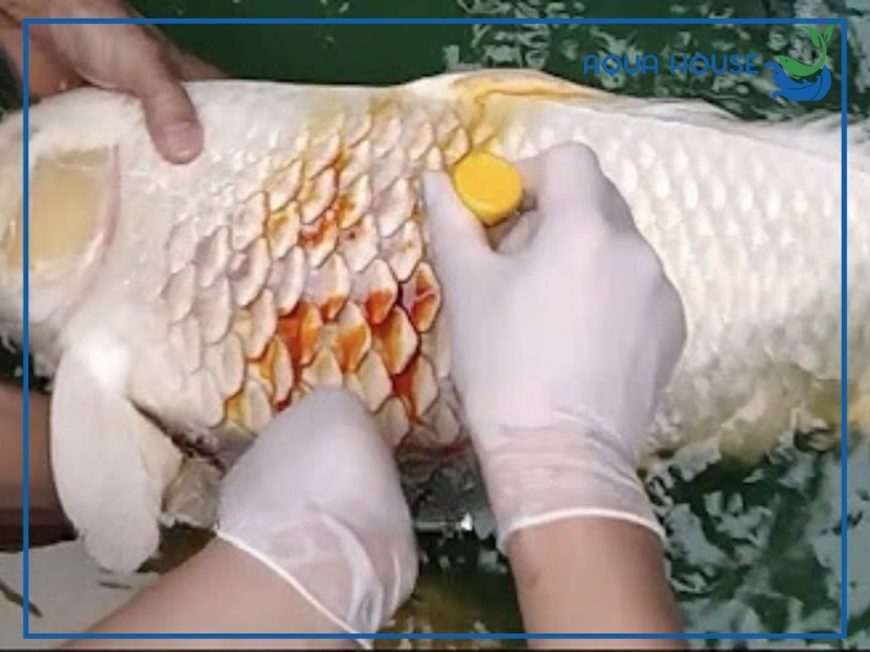 Cá Koi Bị Tróc Vảy Có Mọc Lại Không? 35 Cách xử lý khi cá koi bị tróc vảy