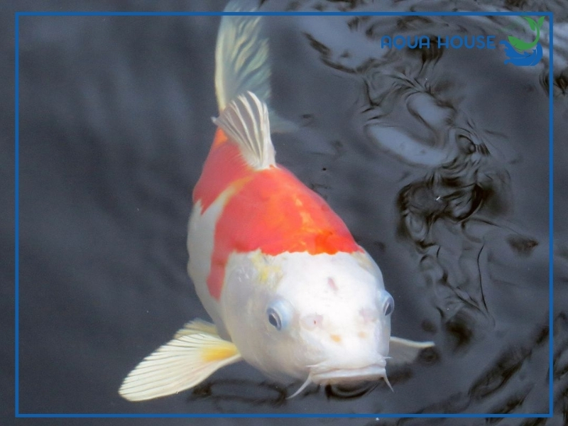 Cá Koi Bị Tróc Vảy Có Mọc Lại Không? 34 Nguyên nhân khiến cá koi bị tróc vảy