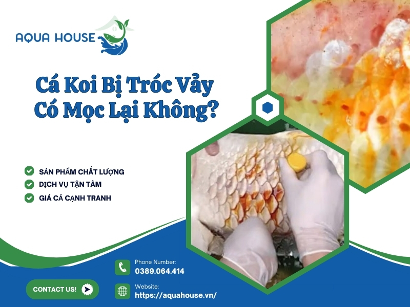 Cá koi bị tróc vảy có mọc lại không?