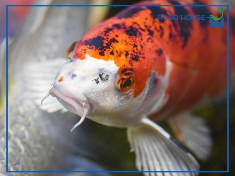 Dấu hiệu nhận biết cá koi bị trùng mỏ neo 