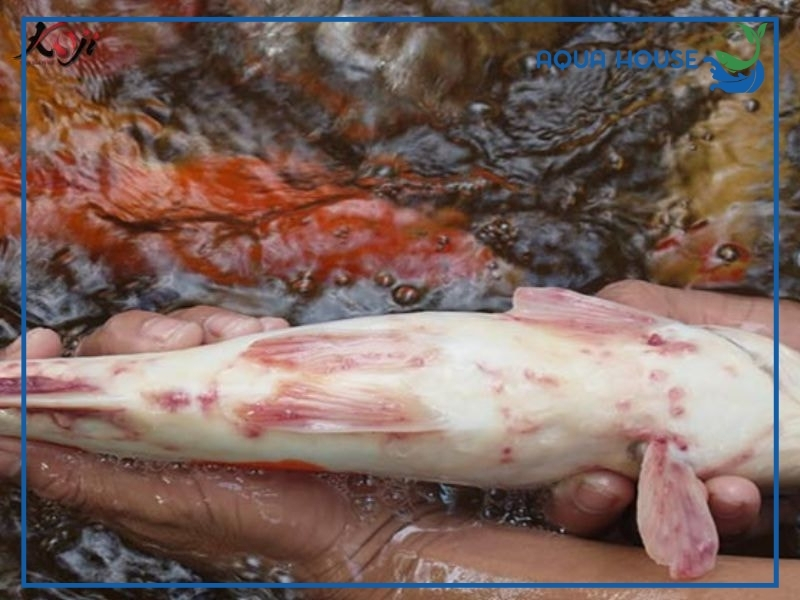 Cách phòng bệnh trùng mỏ neo cho cá koi 