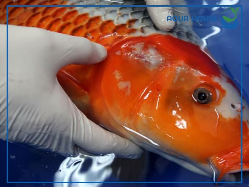 Cách điều trị cá koi bị trùng mỏ neo hiệu quả 