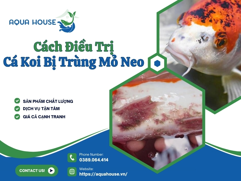 Cá koi bị trùng mỏ neo