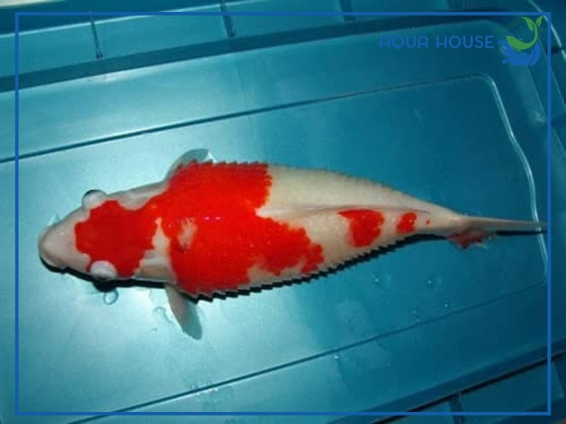 Cá Koi Bị Xù Vảy: Nguyên Nhân Và Cách Xử Lý Hiệu Quả Nhất 35 Cách điều trị cá koi bị xù vảy hiệu quả