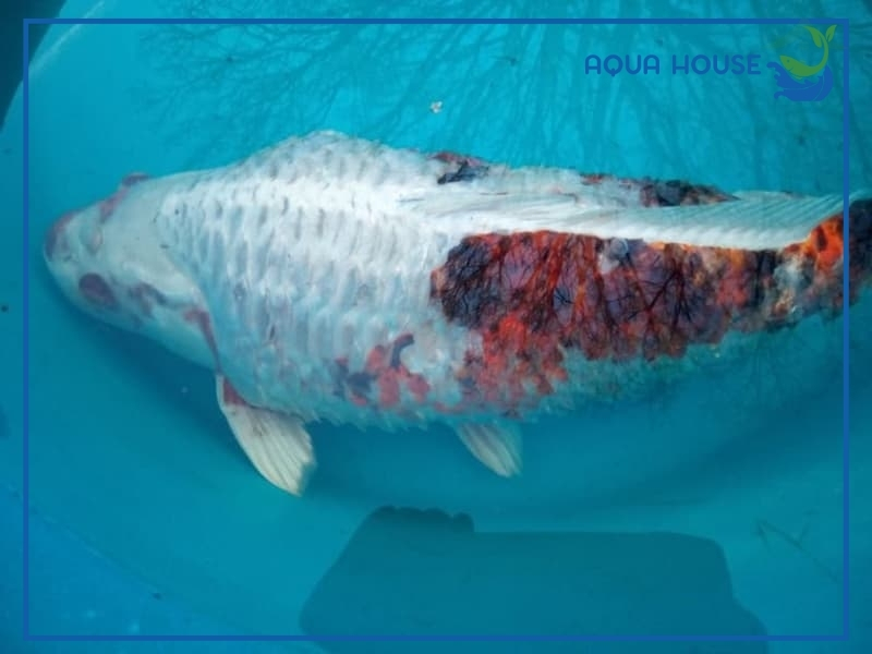 Cá Koi Bị Xù Vảy: Nguyên Nhân Và Cách Xử Lý Hiệu Quả Nhất 33 Dấu hiệu nhận biết cá koi bị xù vảy