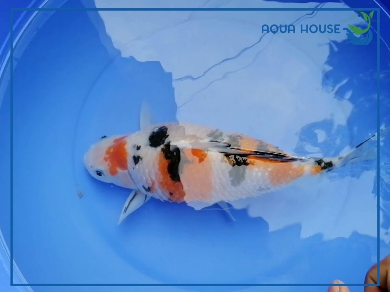 Cá Koi Bị Xù Vảy: Nguyên Nhân Và Cách Xử Lý Hiệu Quả Nhất 34 Nguyên nhân khiến cá koi bị xù vảy