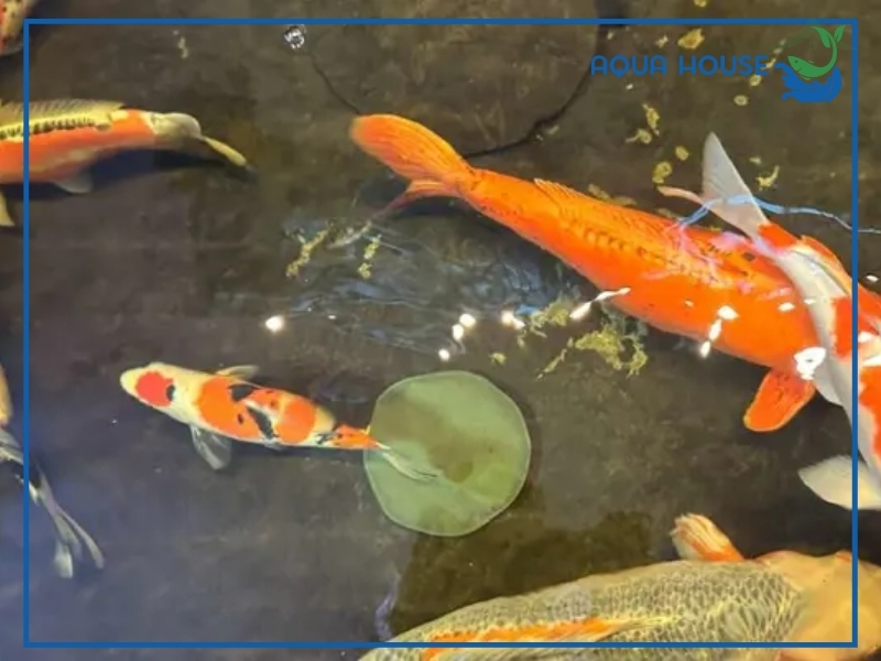 Cá Koi Bị Xù Vảy: Nguyên Nhân Và Cách Xử Lý Hiệu Quả Nhất 36 Cách điều trị cá koi bị xù vảy hiệu quảCách phòng bệnh xù vảy cho cá koi